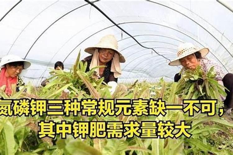 莴苣用什么肥料变高变粗 附莴苣的种植方法