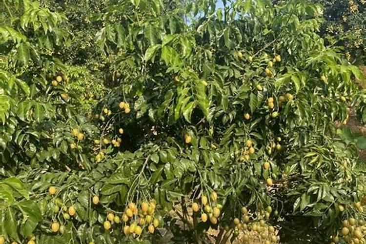 螺纹铁叶子有毒吗？螺纹铁可以放在室内养吗？