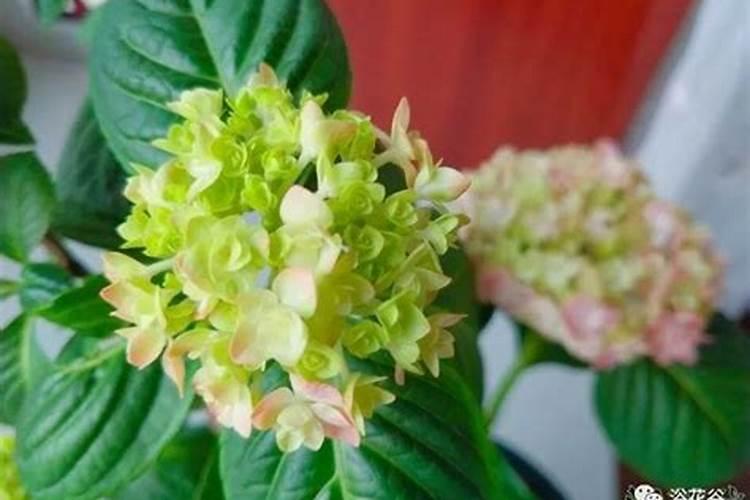 磷酸二氢钾可以根部施肥吗