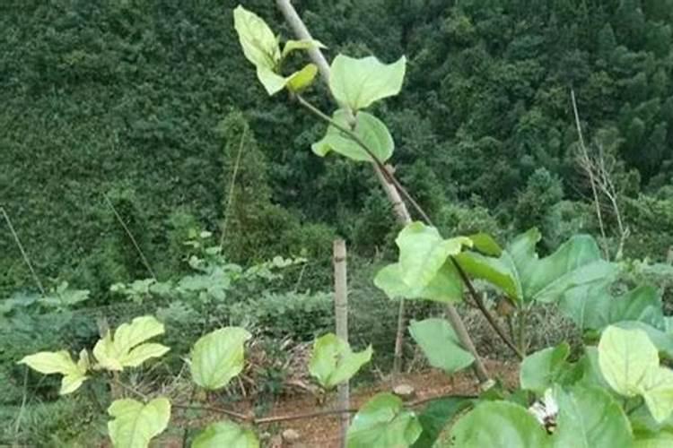 肥料增效剂一般有哪些