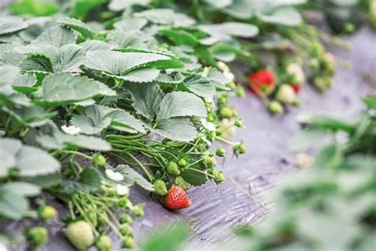 水稻不分叶怎么回事？