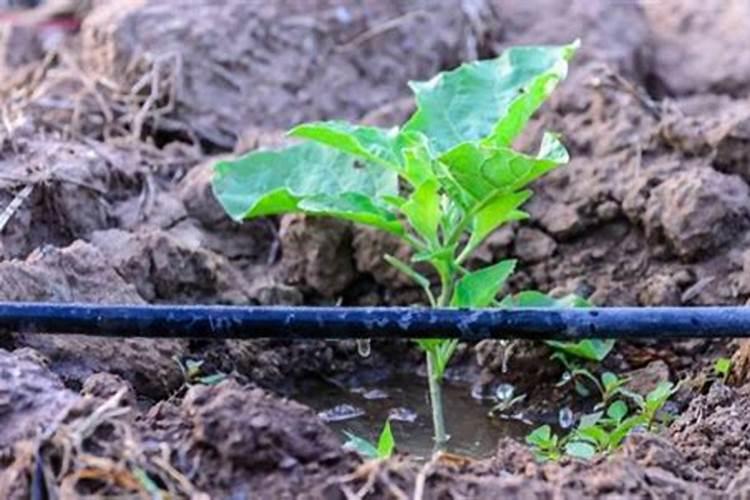 淘宝上的硝酸钾,都是写着硝酸钾化肥。那这是纯硝酸钾,还是还含有化肥...