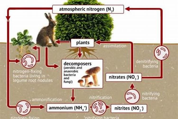 氮肥可以兑水浇花吗
