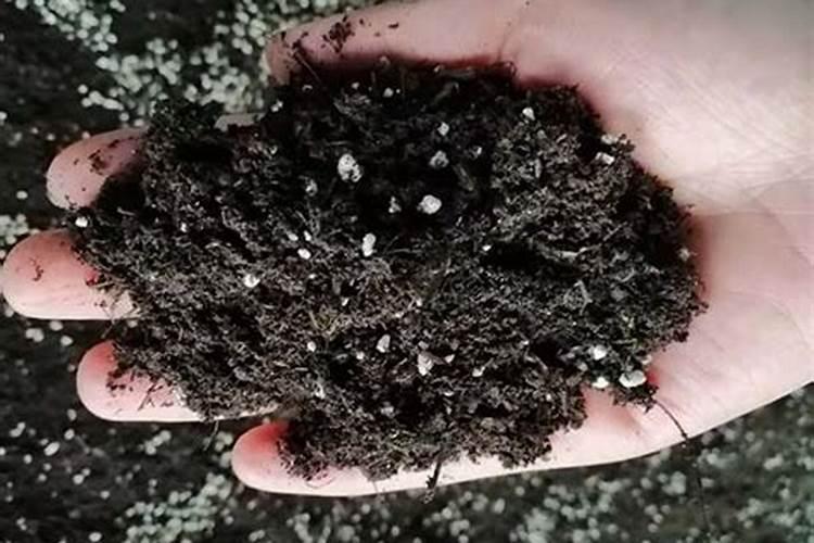 果树什么时候施肥好