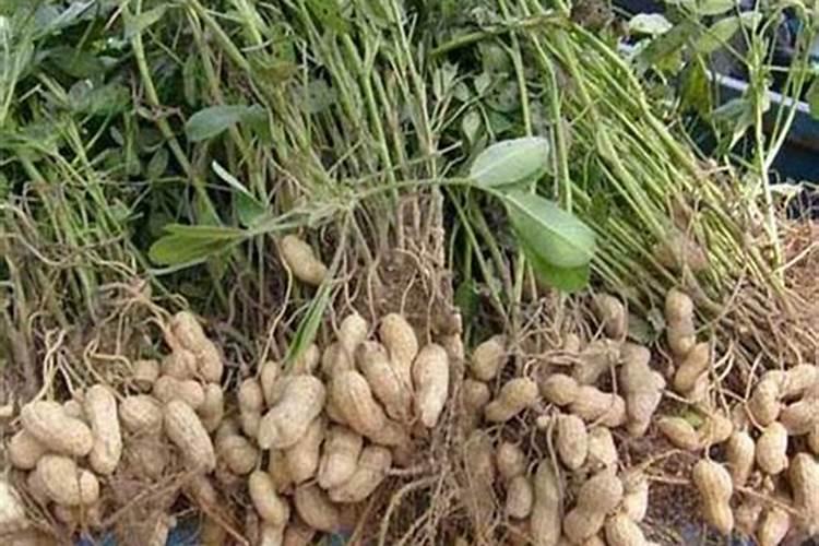 小球藻有什么作用