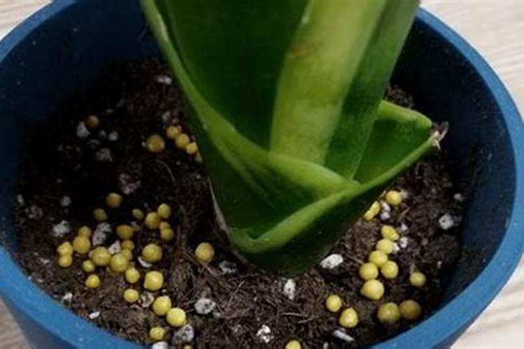 什么植物不能用磷酸二氢钾？