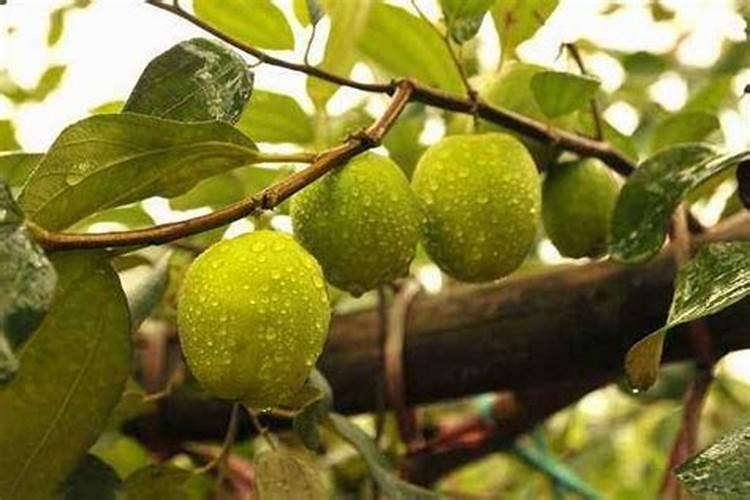 新栽玫瑰多久浇水