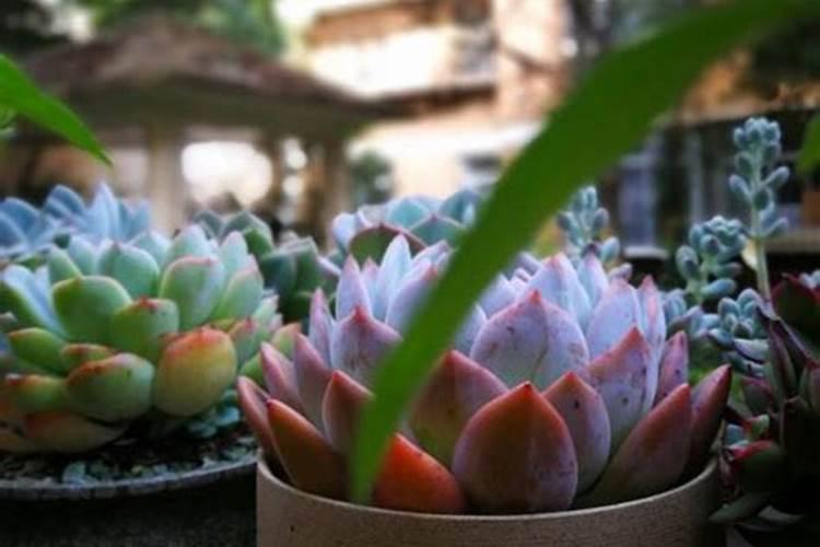 一盆花放了20粒复合肥会怎样 花盆里复合肥放多了怎么补救