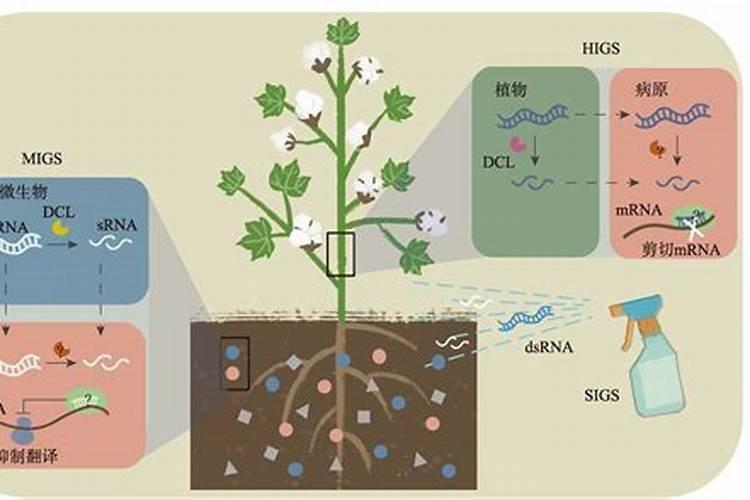 黑土地能种植大蒜吗