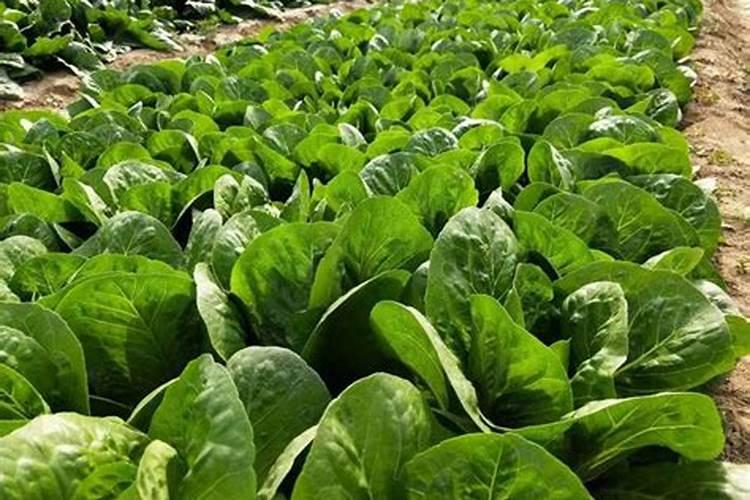 硫酸钾复合肥与氯化钾复合肥有哪些区别？分别适合哪些农作物？