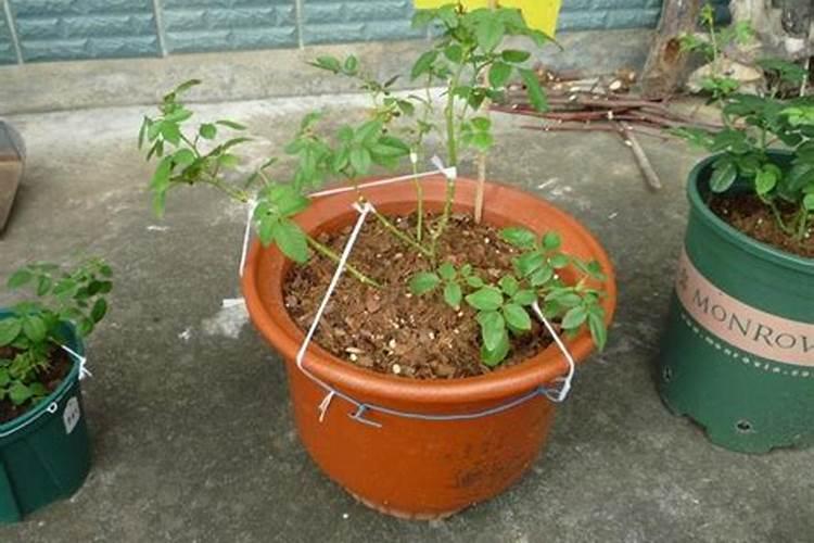 水稻打什么农药好