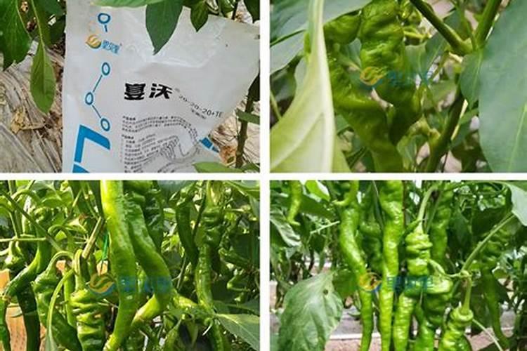 水稻田第一遍封闭用什么药