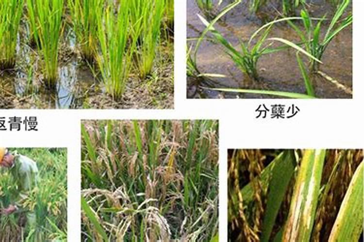 天然的氮磷钾肥有哪些