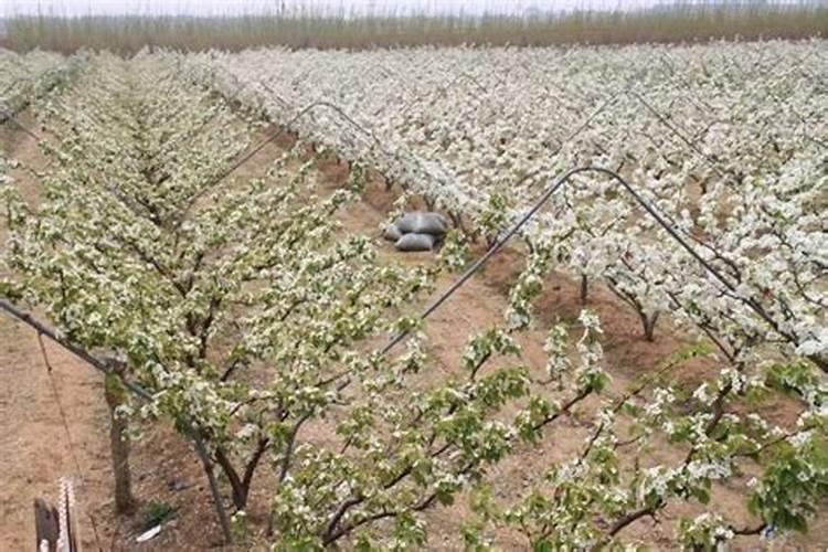 梨树夏季如何管理