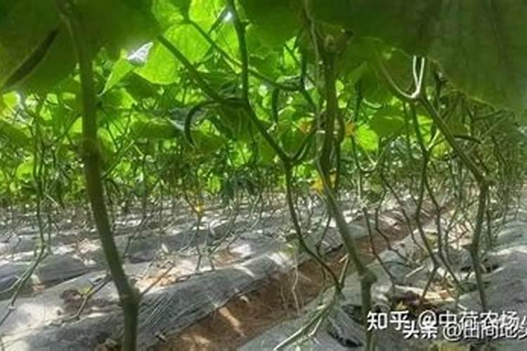我有硅石矿含量99.5现在能卖多少钱一吨哪有收购厂家