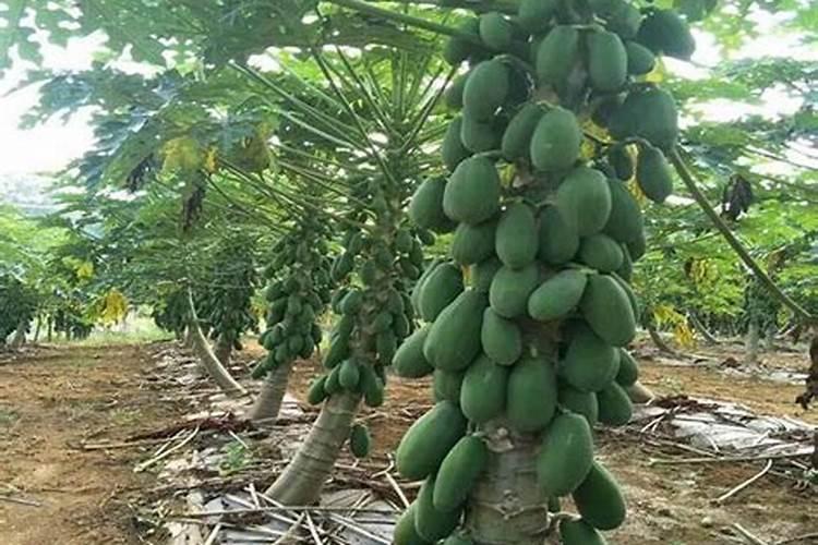 石家庄有那几个水果批发市场