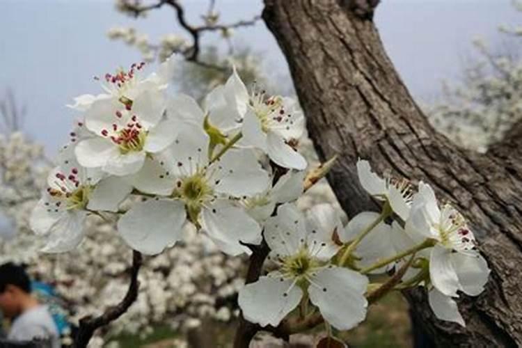 假草木灰是什么冒充的