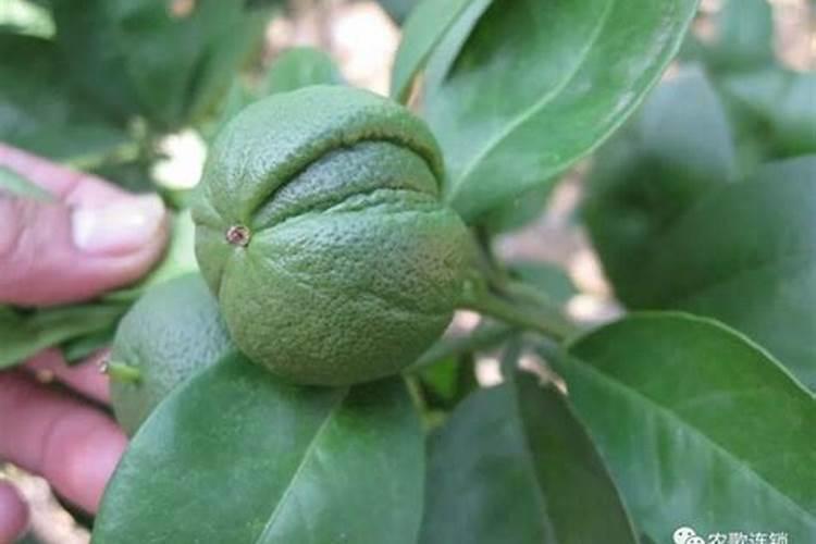 上海市是怎样处理生活垃圾的？