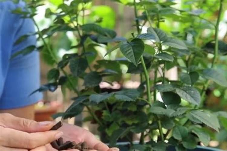 膨润土猫砂可以倒在地里吗