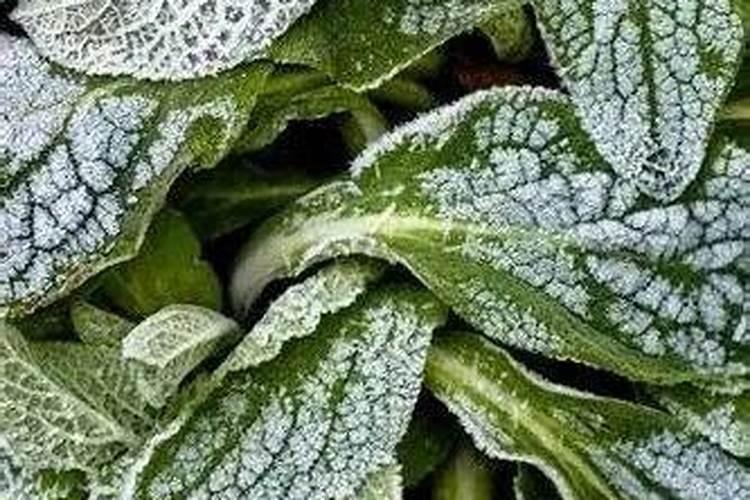 下列元素中,都属于大量元素的是 ()A.C、H、O、B B.N、P、S、CuC.C...