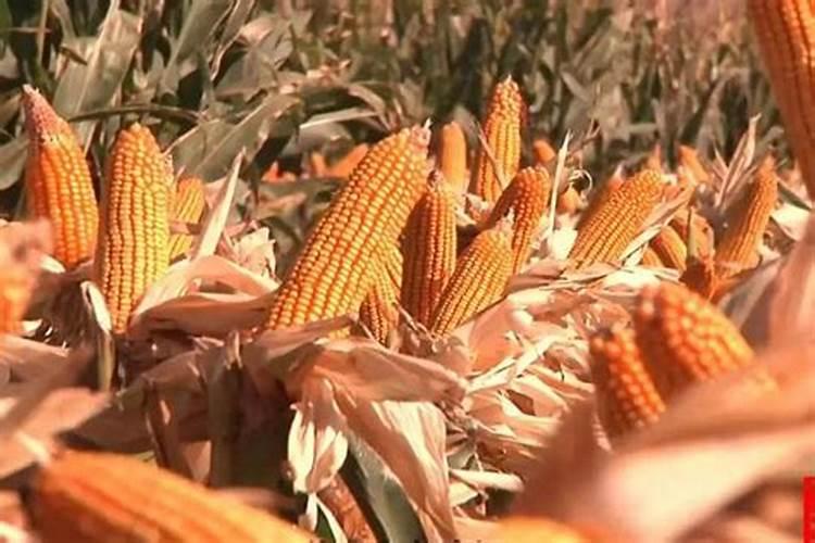 玉米什么时间施硼肥好