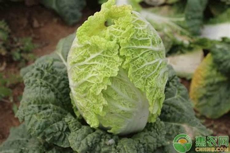 种白菜用什么底肥最好