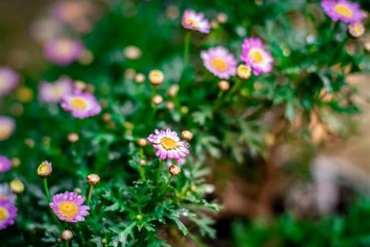 一晌地要用多少斤土豆种子、秋收能收获多少斤土豆