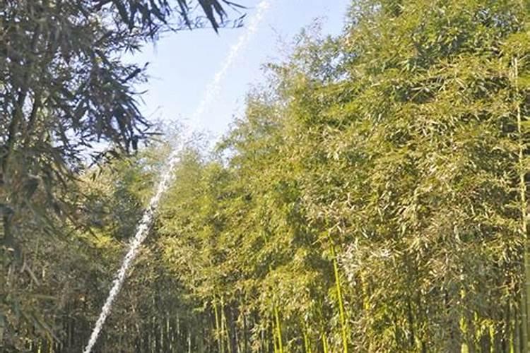 竹粉蠹虫防治方法