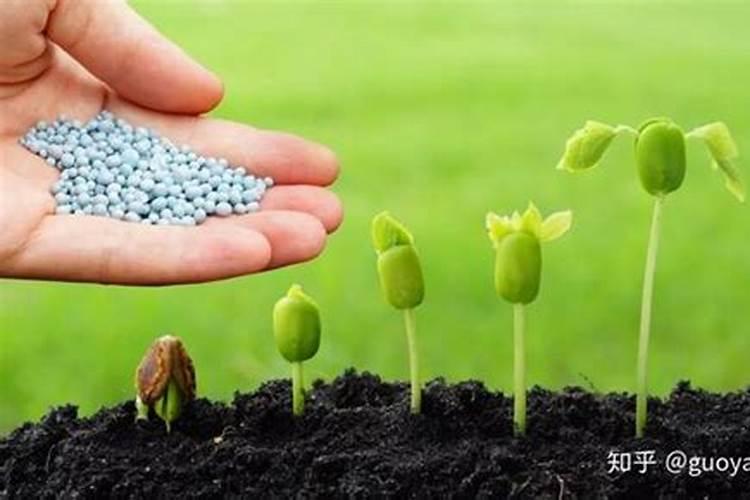 自制多肉生根水的最好办法