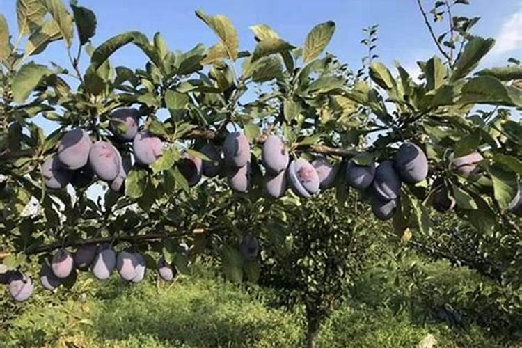 李子怎样保花保果 李子保花保果怎么做呢