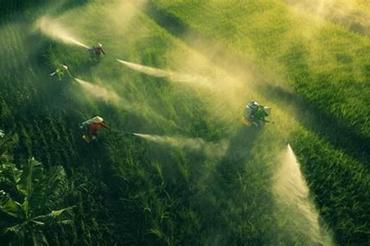 蜂糖李花期打什么药