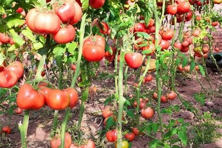 果树结果期用哪种水溶肥效果好？果树膨大期施肥怎么施？