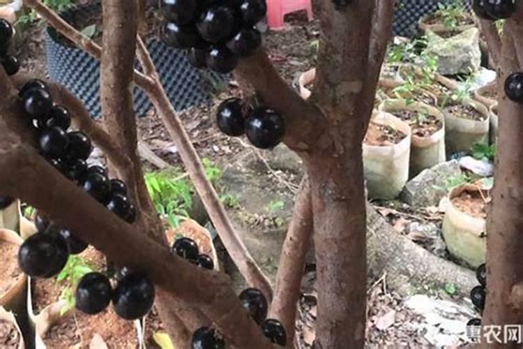 复合肥浇花怎么使用正确