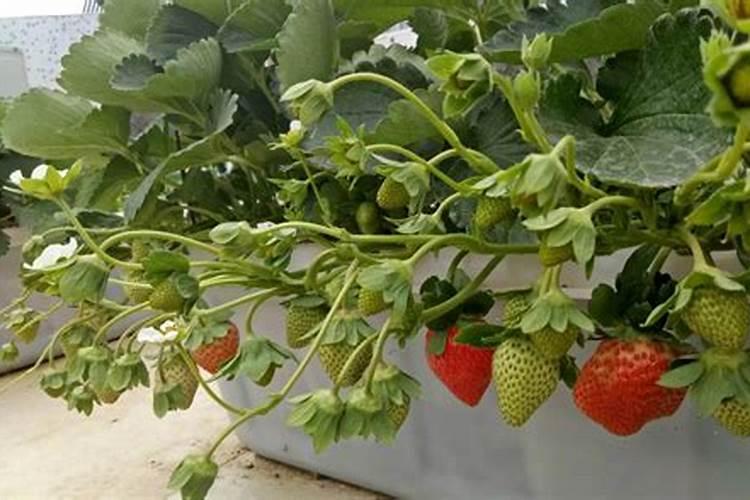 水溶肥为什么结块