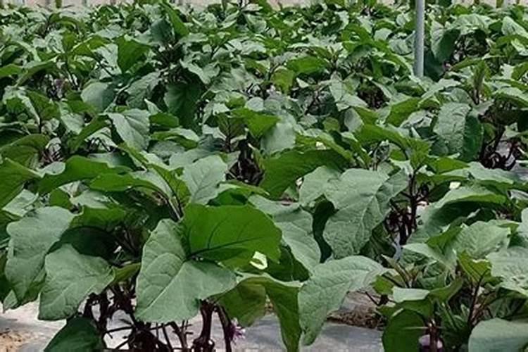 茄子长的慢喷什么叶面肥好？