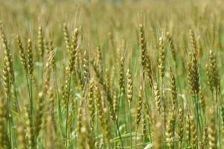 含镁食物有哪些