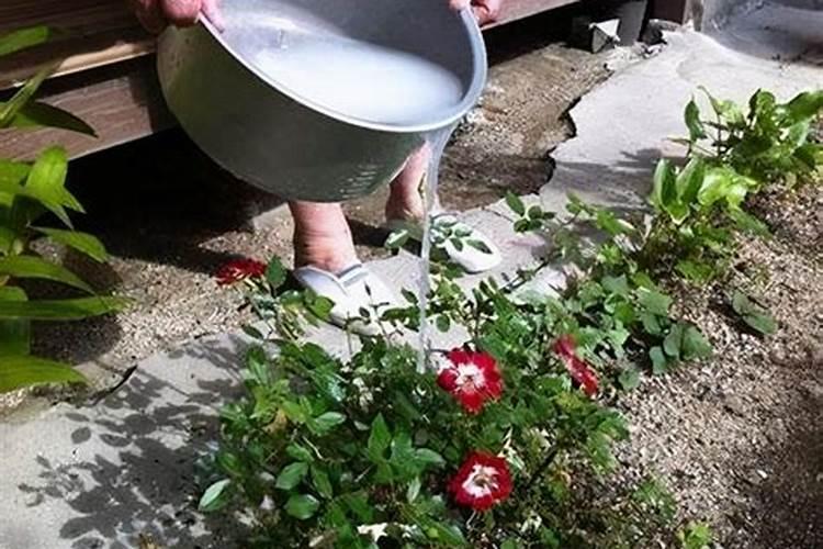 辣椒开花结果期用什么肥料