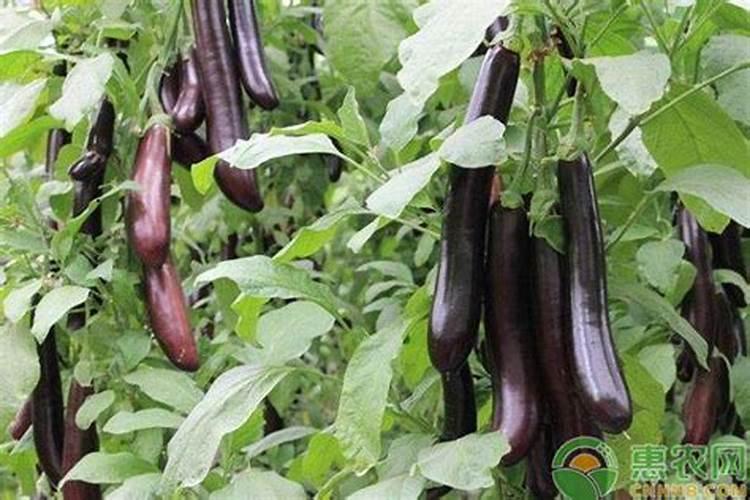 种茄子用什么肥料比较好？