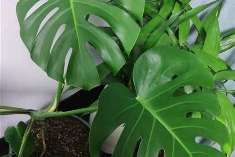 怎么自制钾肥配方