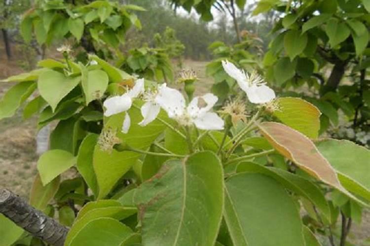 萝卜施什么肥好