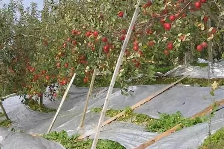 苹果套袋后什么时候追施肥