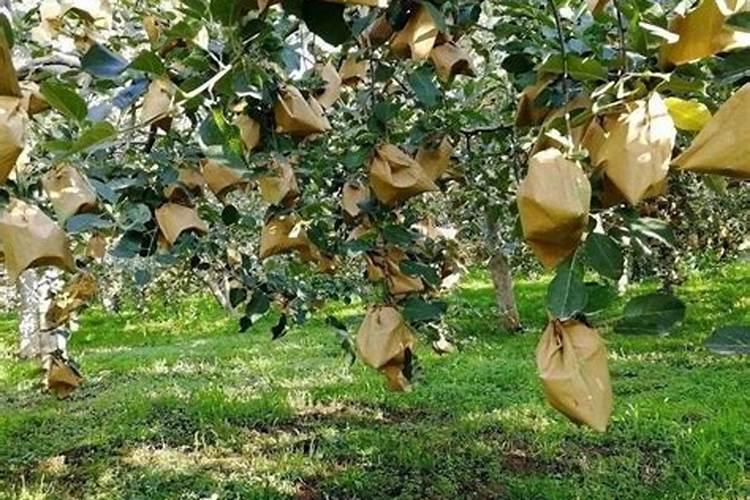 在八九月份,晚熟苹果的个头还很小,应该怎么施肥？