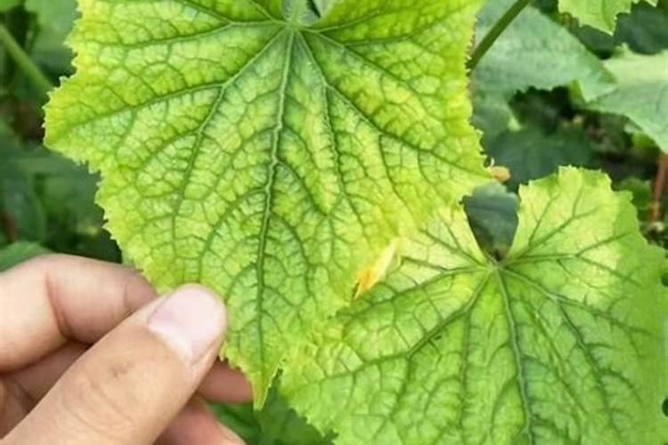 硼肥防虫片靠谱吗