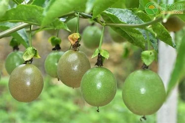 糖化硼片种出的菜能吃吗