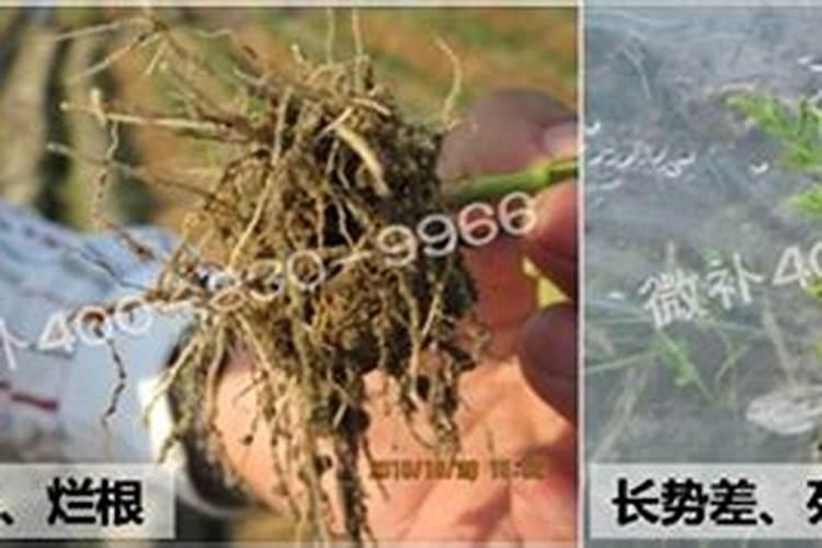 西瓜施多少底肥最好