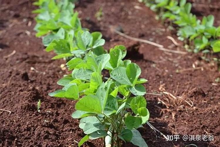 大豆能不能做肥料 大豆怎么做花肥