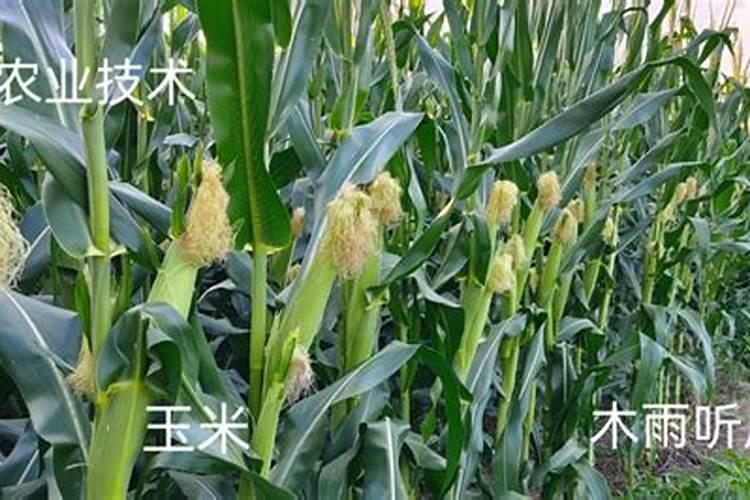 海洋神速效型有机肥是什么