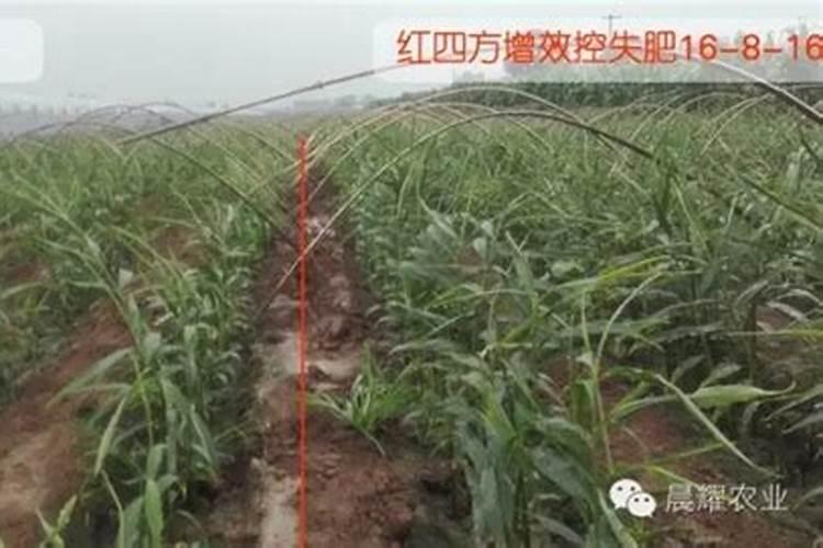 农用稀土的稀土在农业中的奇效