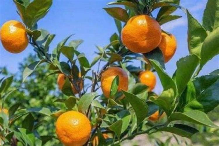 肉桂应该怎么养,求专家解答