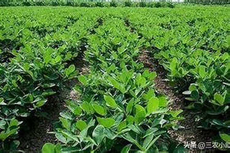 草坪常用无机肥料有哪些